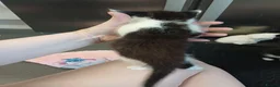 Mixed Breed cats for sale: White kittens  in Ipswich - Advert 3