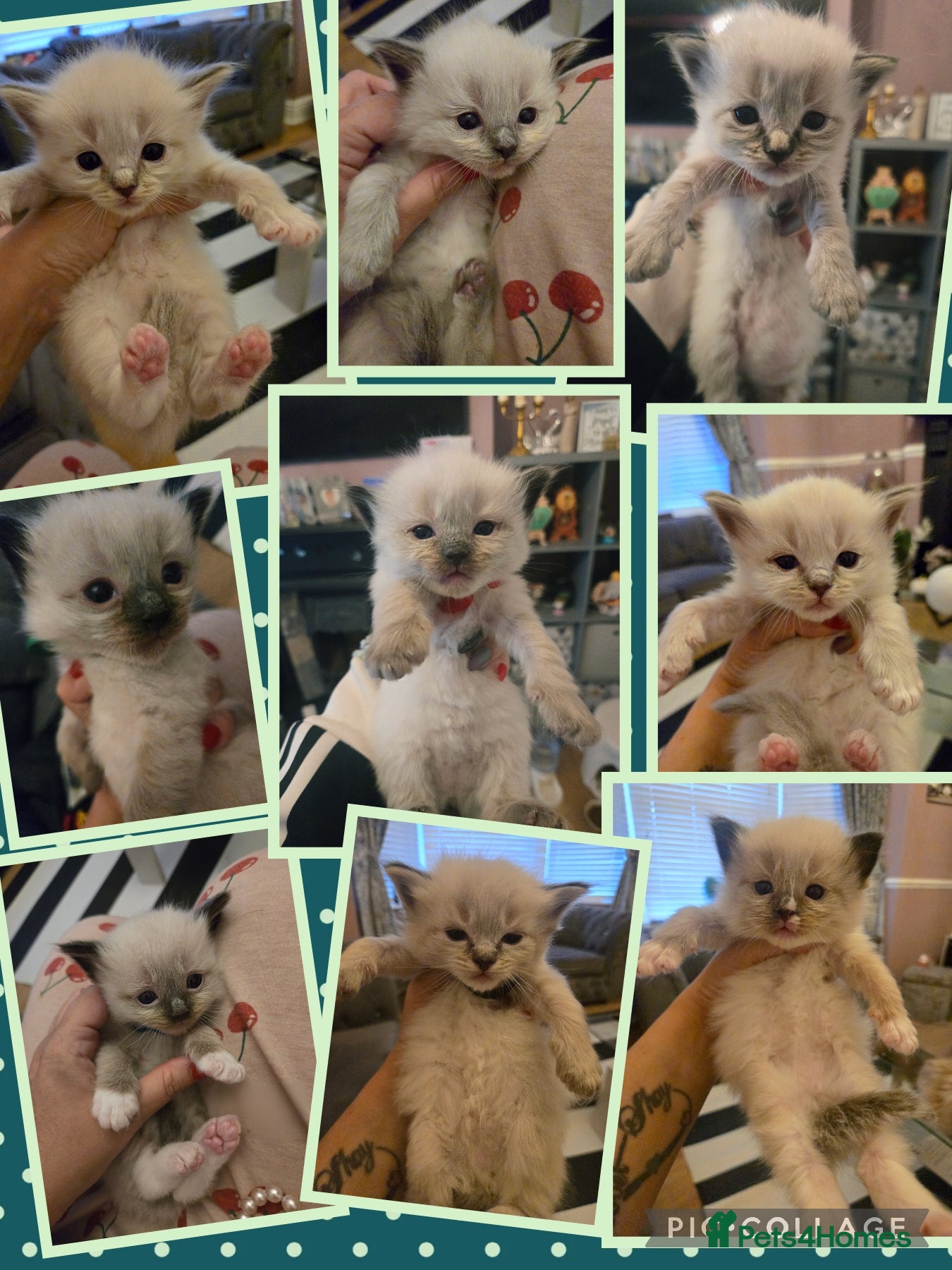 Ragdoll cats Stunning litter of Purebred Ragdoll kittens - Advert 1
