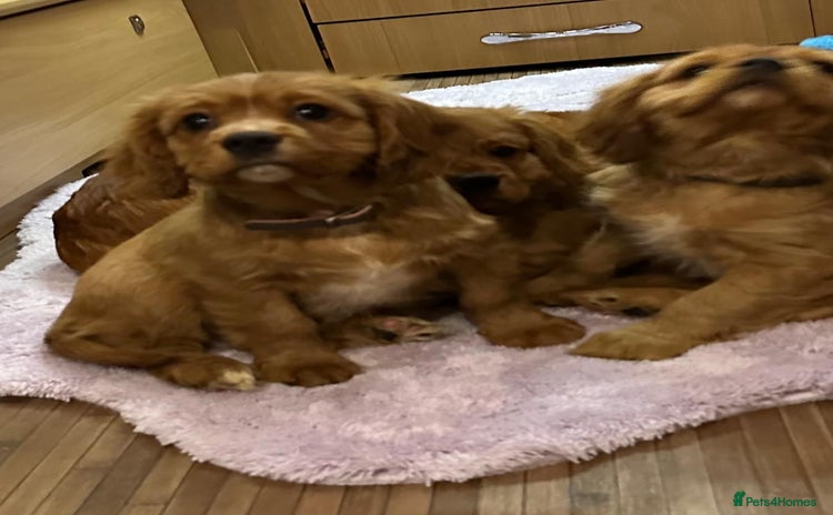 Cavalier King Charles Spaniel dogs - Advert 6