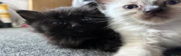 Ragdoll cats for sale: 3 boys and 1 girl  - Advert 5