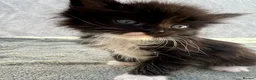 Maine Coon cats for sale: TICA Registered Maine Coon Kittens - Advert 13