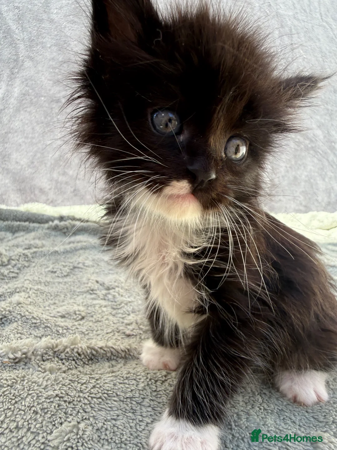 Maine Coon cats for sale: TICA Registered Maine Coon Kittens - Advert 13