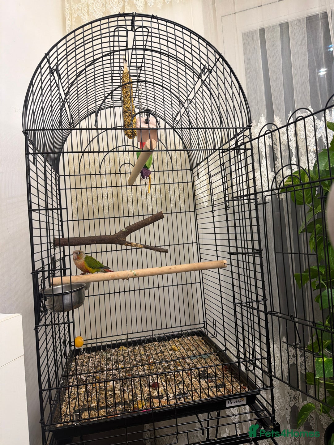 Conures birds for sale:  Beautiful Pineapple conure  - Advert 3
