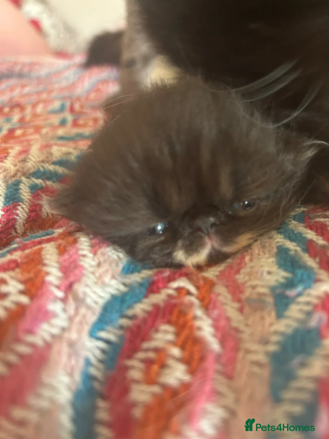 Persian cats for sale: Stunning GCCF Active kittens - Grandchampion lines - Advert 2