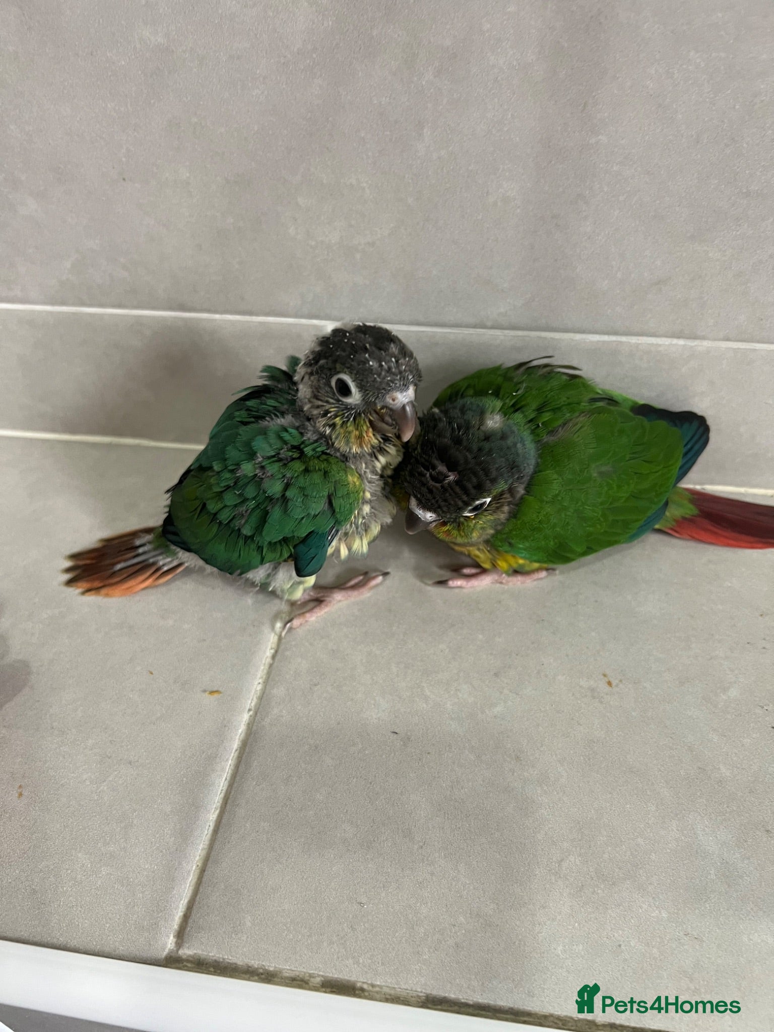Conures birds Ready Now: Hand-Reared Baby Conures - Advert 1