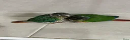Conures birds for sale: Ready Now: Hand-Reared Baby Conures - Advert 1