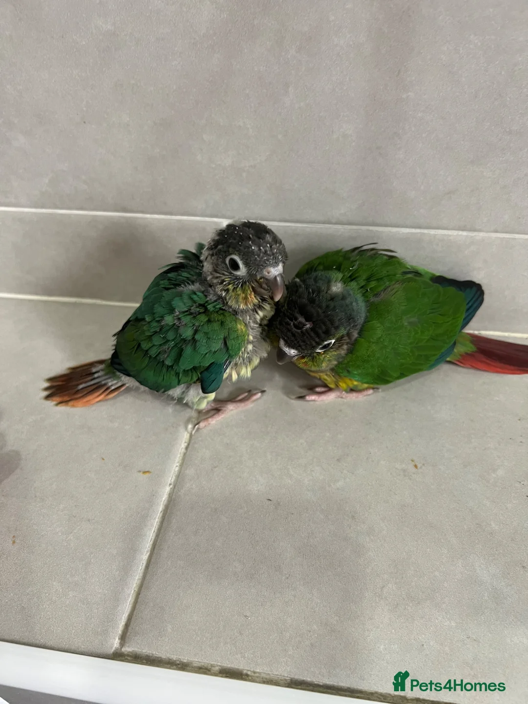 Conures birds for sale: Ready Now: Hand-Reared Baby Conures - Advert 1