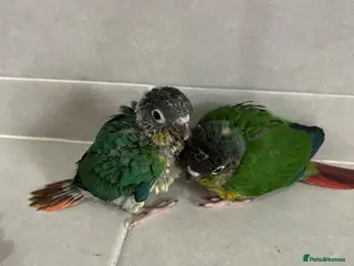 Conures birds for sale: Ready Now: Hand-Reared Baby Conures - Advert 1