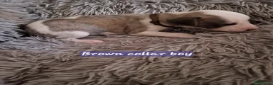 Brown collar boy