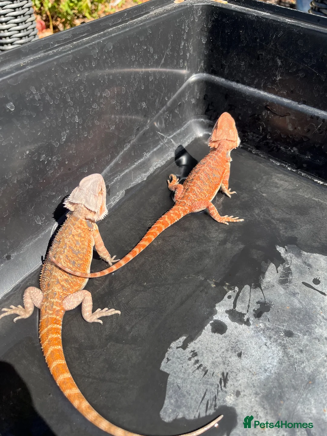 Bearded Dragon reptiles for sale: Bearded dragon babies red hypo  - Advert 2