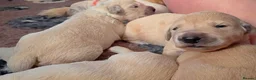 Golden Retriever dogs for sale: KC Golden Retrievers 🧬 Health Tested Parents - Advert 8