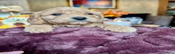 Cavapoo dogs for sale: Real Life Teddys Looking for love  - Advert 5