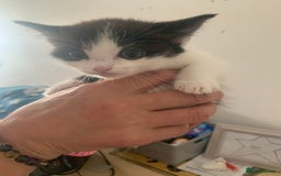 Ragdoll cats for sale: Ragdoll X - Image 10