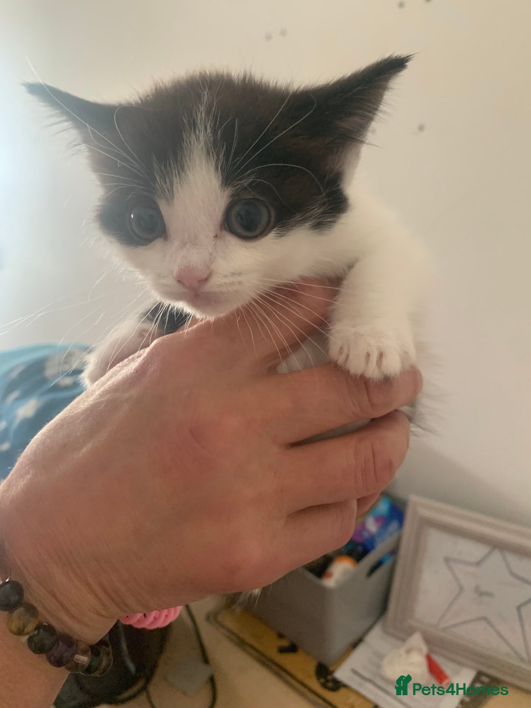 Ragdoll cats for sale: Ragdoll X - Image 10
