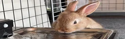 Mixed Breed rabbits for sale: Beautiful hand-reared bunnies.  - Advert 5