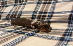 Miniature Dachshund dogs for sale:  Miniature Daschunds . Ready 23rd/24th December  - Advert 7