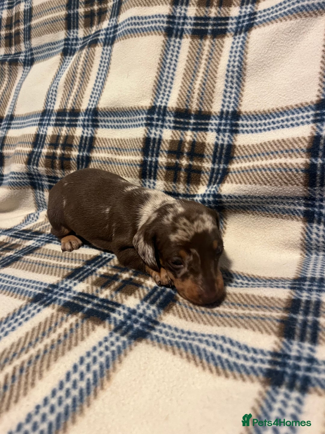 Miniature Dachshund dogs for sale:  Miniature Daschunds . Ready 23rd/24th December  - Advert 7
