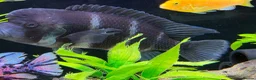Loaches fish for sale: XL Frontosa male - Advert 3