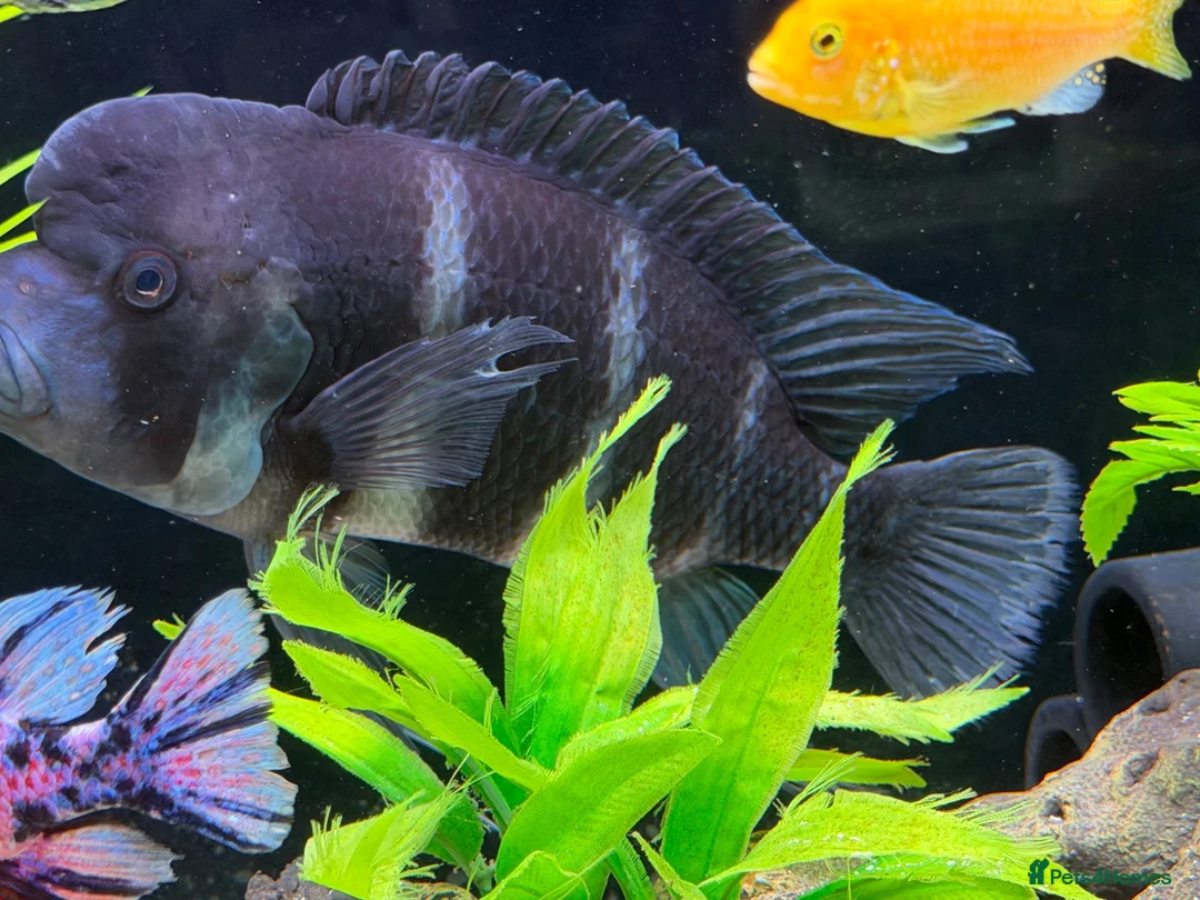Loaches fish for sale: XL Frontosa male - Advert 3