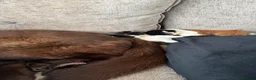 Mixed Breed cats for sale: Kittens looking for homes 🐱 - Advert 6
