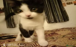 British Shorthair cats for sale: 2 beautiful kittens - Image 4