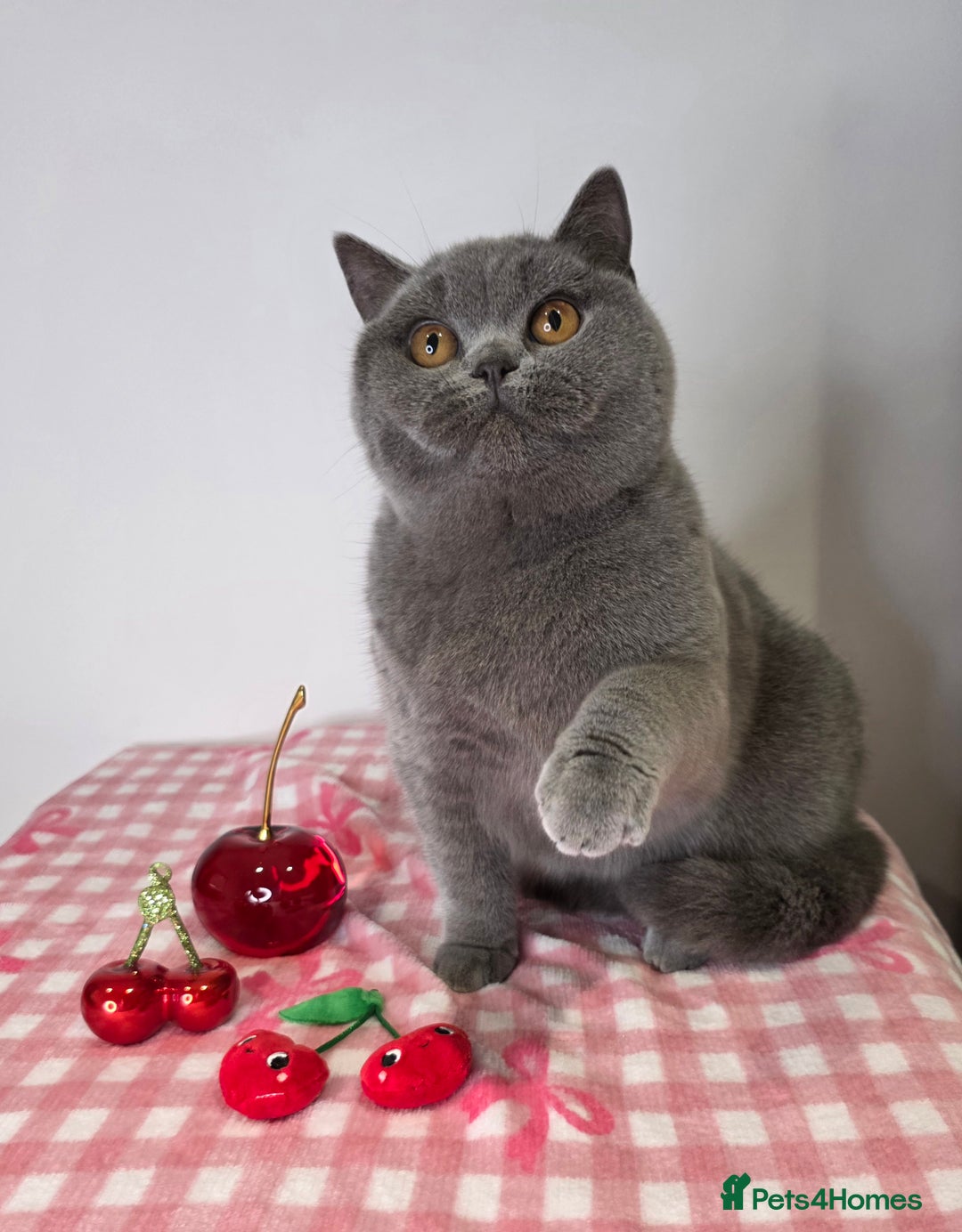 British Shorthair cats for sale: CHAMPION SIRED GCCF REG PEDIGREE BLUE BSH KITTEN - Advert 3