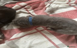 Cane Corso dogs for sale: Proudly presenting - Image 16