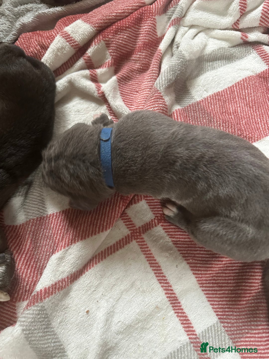 Cane Corso dogs for sale: Proudly presenting - Image 16