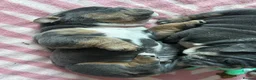English Bulldog dogs for sale: Full Pedigree English Bulldog puppies  - Advert 12