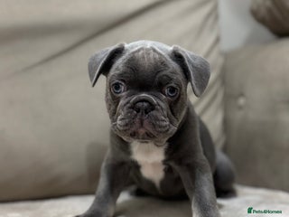 French Bulldog dogs KC Registered French Bulldog Puppies - Advert 2