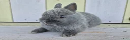 Netherland Dwarf rabbits for sale: 💜 Blue and sable netherland dwarfs babies 💜 - Advert 22