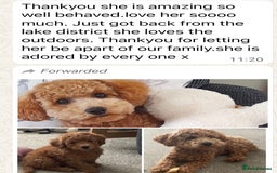 Cavapoo dogs for sale: EXTENSIVELY HEALTH TESTED Red Cavapoos - Image 26