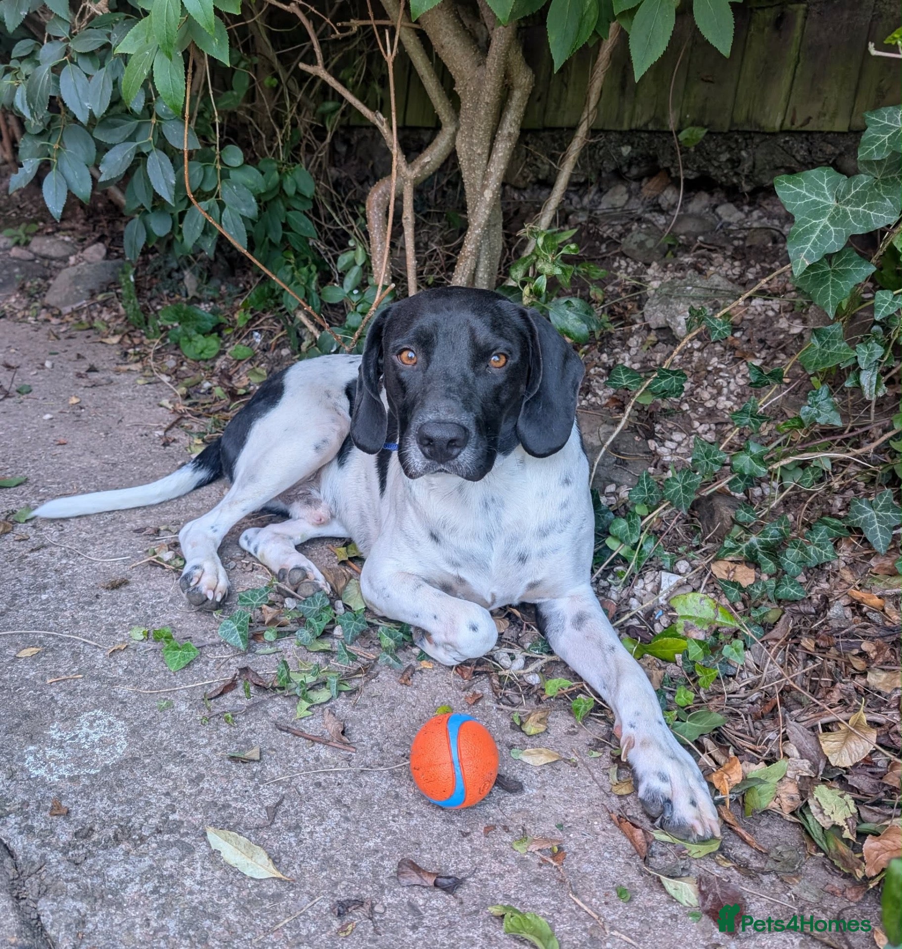 Mixed Breed dogs ARCHIE,POINTER CROSS, LOOKING FOR HIS FOREVER HOME - Advert 1