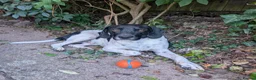Mixed Breed dogs for adoption: ARCHIE,POINTER CROSS, LOOKING FOR HIS FOREVER HOME in Hereford - Advert 1