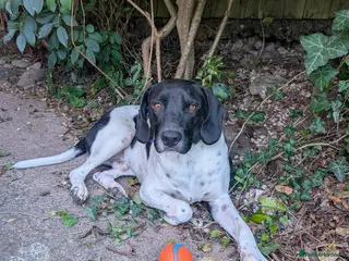 Mixed Breed dogs ARCHIE,POINTER CROSS, LOOKING FOR HIS FOREVER HOME - Advert 1