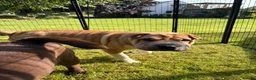 Shar Pei dogs for sale: Stunning Shar Peis Looking for Their Forever Homes in Cupar - Advert 3