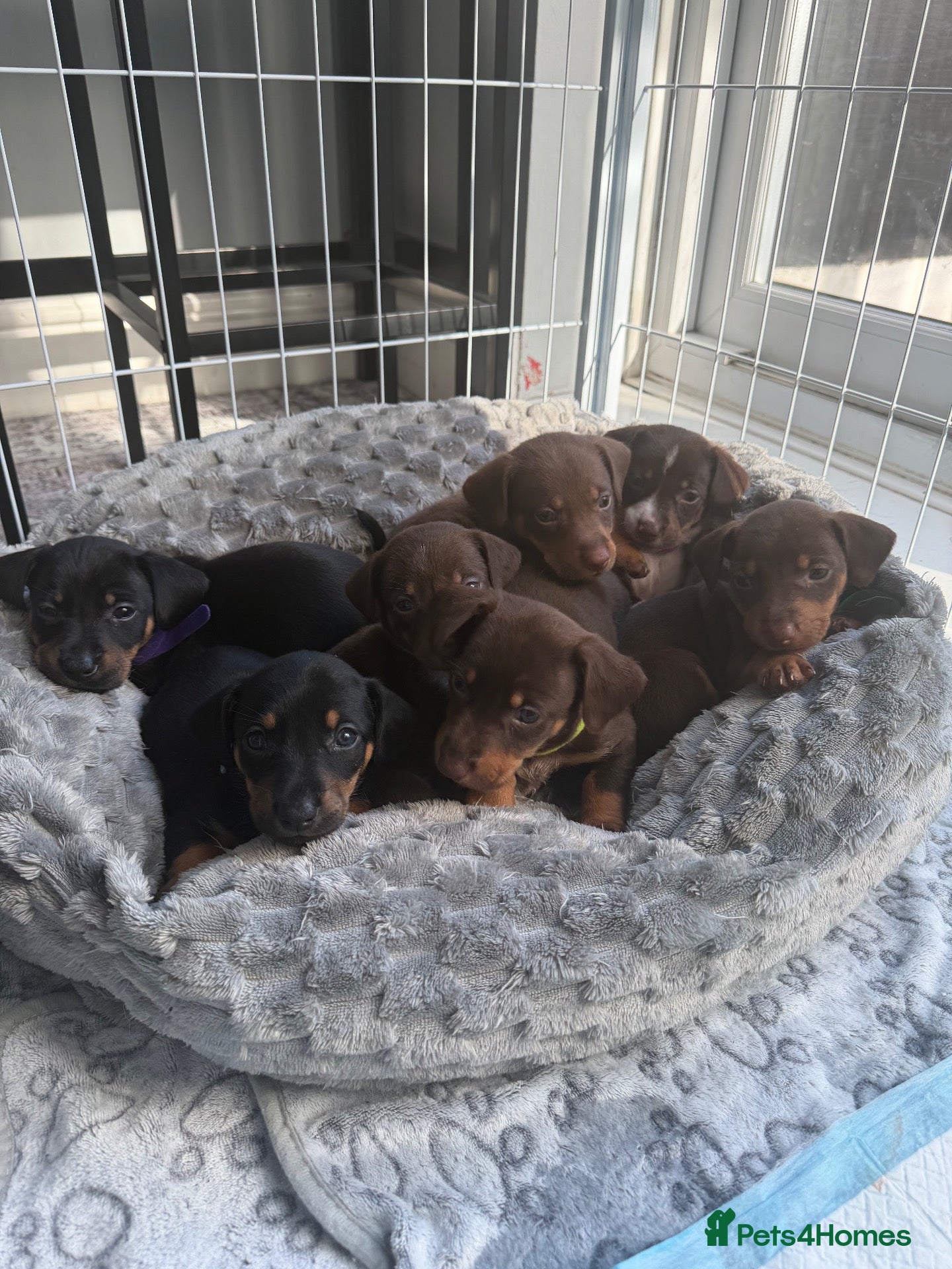Mixed Breed dogs Mini Dasch / Kelpie pups  - Advert 7