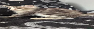 Maine Coon 2