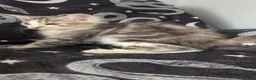 Maine Coon cats for sale: Maine coon kittens READY NOW - Advert 5