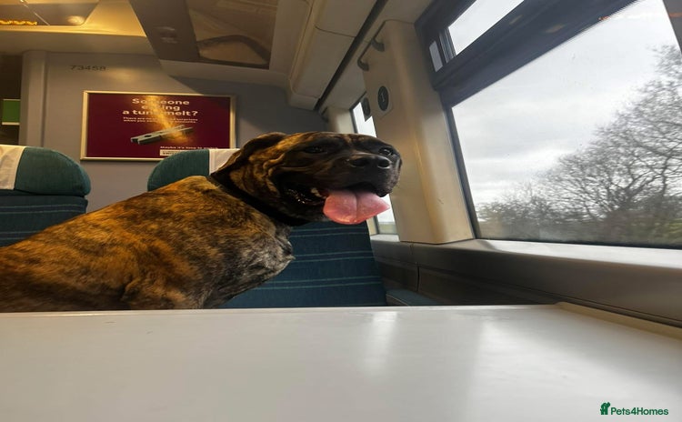 Mixed Breed dogs - Advert 1