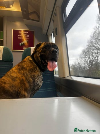 Mixed Breed dogs - Advert 3