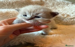 Ragdoll cats for sale: Beautiful mink point Ragdolls! 🩶🤍 - Image 17