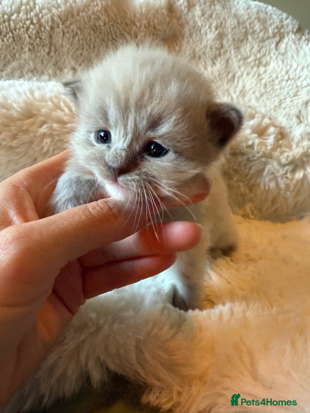 Ragdoll cats for sale: Beautiful mink point Ragdolls! 🩶🤍 - Image 17