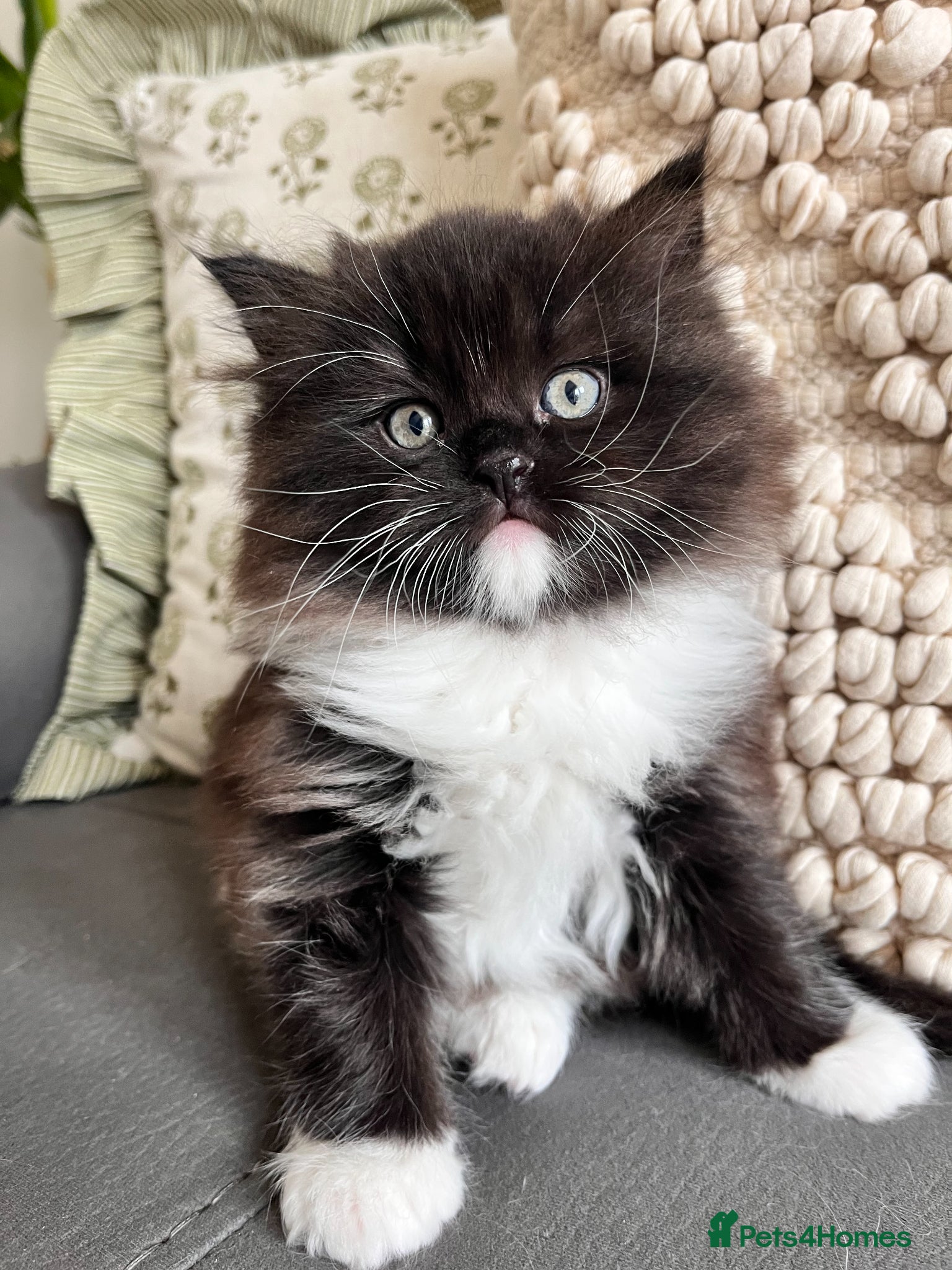 Persian cats Ragdoll x Persian Kitten (LAST FEMALE) - Advert 16