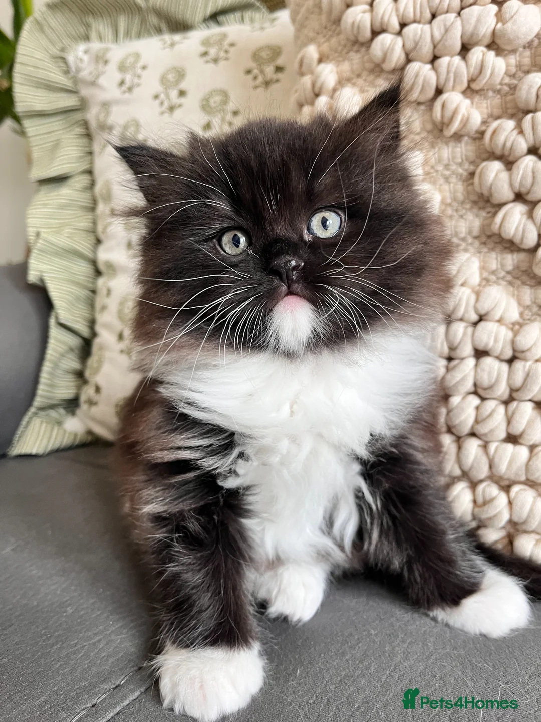 Persian cats for sale: Ragdoll x Persian Kitten (LAST FEMALE) - Advert 1