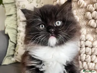 Persian cats Ragdoll x Persian Kitten (LAST FEMALE) - Advert 16