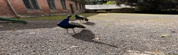 Peafowl poultry for sale: Peacocks (males only) - Advert 2