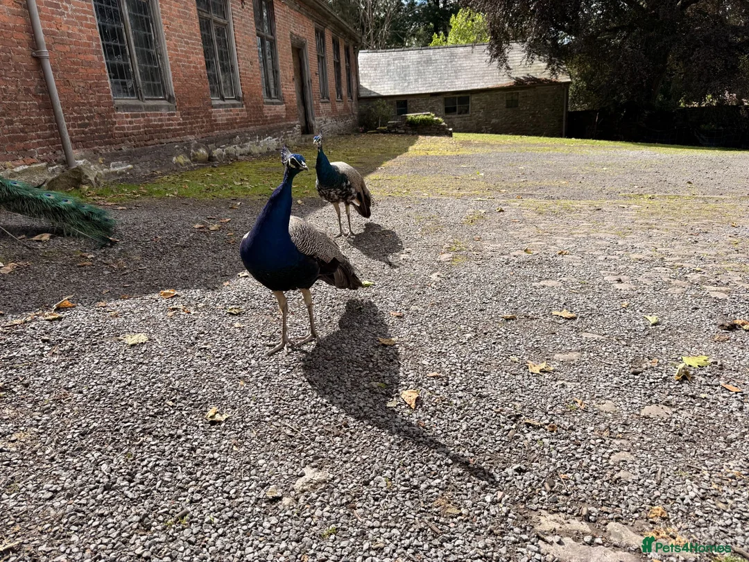 Peafowl poultry for sale: Peacocks (males only) - Advert 2