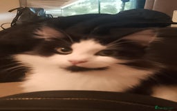 Domestic Shorthair cats for sale: Domestic shorthair cat for sale (white and black) - Image 1