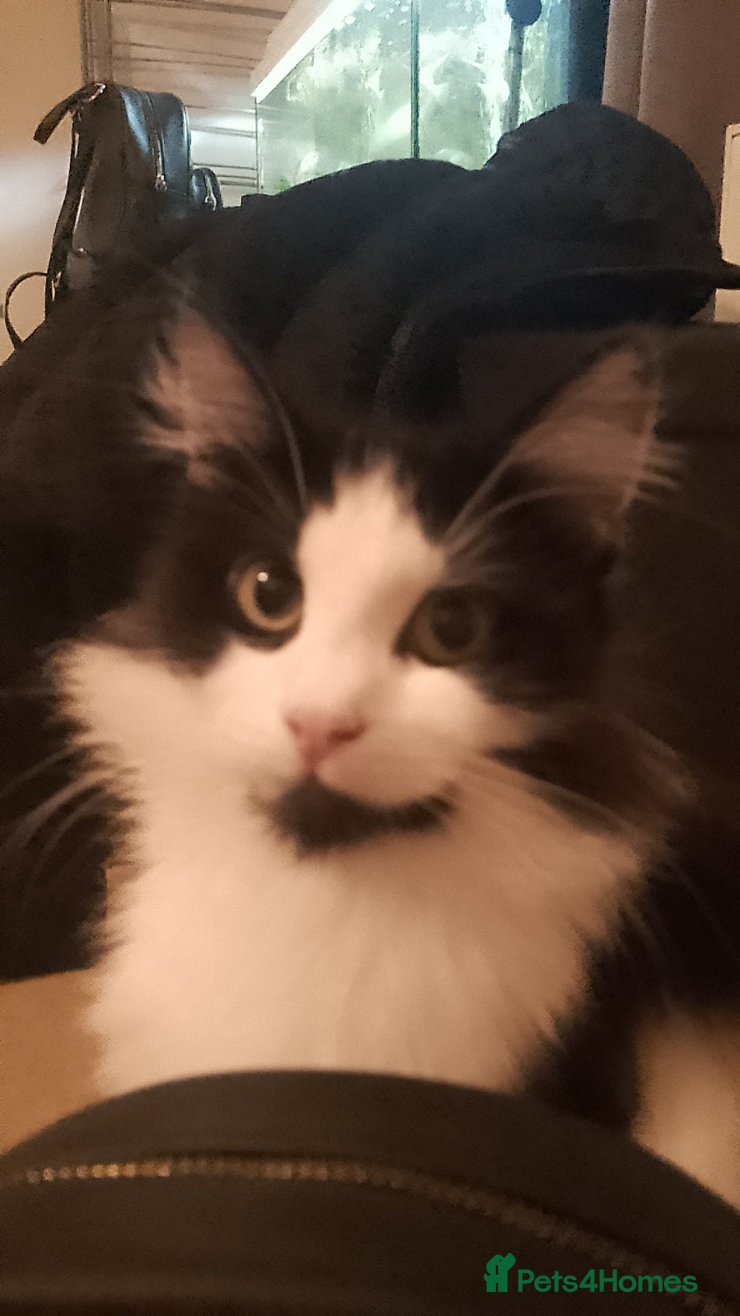 Domestic Shorthair cats for sale: Domestic shorthair cat for sale (white and black) - Image 1